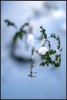 Nombre del archivo=flornieve.jpg
Tamaño del archivo=257Kb
Dimensiones=609x900
Fecha añadida=06 de Marzo de 10 flornieve.jpg