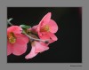 Nombre del archivo=Primavera_en_punto_3.jpg
Tamaño del archivo=212Kb
Dimensiones=800x633
Fecha añadida=02 de Febrero de 11 Primavera_en_punto_3.jpg