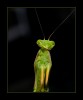 mantis.jpg