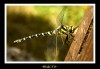 DSC_82832.jpg