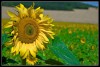 Girasoles.jpg