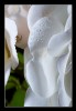 kurtsik-macro.jpg
