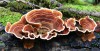 k2000817web6fo.jpg
