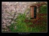 Barna35_copy.JPG