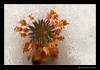 _MG_5605_web.jpg