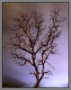 Nombre del archivo=arbol_arboleda.jpg
Tamaño del archivo=303Kb
Dimensiones=636x800
Fecha añadida=24 de Enero de 09 arbol_arboleda.jpg
