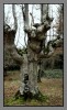 Nombre del archivo=arbol_otxand.jpg
Tamaño del archivo=261Kb
Dimensiones=490x800
Fecha añadida=24 de Enero de 09 arbol_otxand.jpg