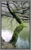 Nombre del archivo=arbol_rio.jpg
Tamaño del archivo=269Kb
Dimensiones=506x800
Fecha añadida=24 de Enero de 09 arbol_rio.jpg