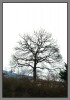 Nombre del archivo=arbol_solo.jpg
Tamaño del archivo=211Kb
Dimensiones=564x800
Fecha añadida=24 de Enero de 09 arbol_solo.jpg