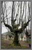 Nombre del archivo=arbol_y.jpg
Tamaño del archivo=297Kb
Dimensiones=489x750
Fecha añadida=24 de Enero de 09 arbol_y.jpg