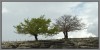 Nombre del archivo=encinas_rocas.jpg
Tamaño del archivo=168Kb
Dimensiones=800x404
Fecha añadida=24 de Enero de 09 encinas_rocas.jpg