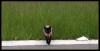 Nombre del archivo=gato.jpg
Tamaño del archivo=289Kb
Dimensiones=700x362
Fecha añadida=10 de Enero de 09 gato.jpg