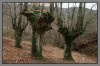 Nombre del archivo=tres_arboles_Otxandi.jpg
Tamaño del archivo=268Kb
Dimensiones=750x501
Fecha añadida=24 de Enero de 09 tres_arboles_Otxandi.jpg
