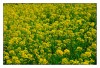 Nombre del archivo=primavera.jpg
Tamaño del archivo=287Kb
Dimensiones=800x550
Fecha añadida=27 de Abril de 10 primavera.jpg